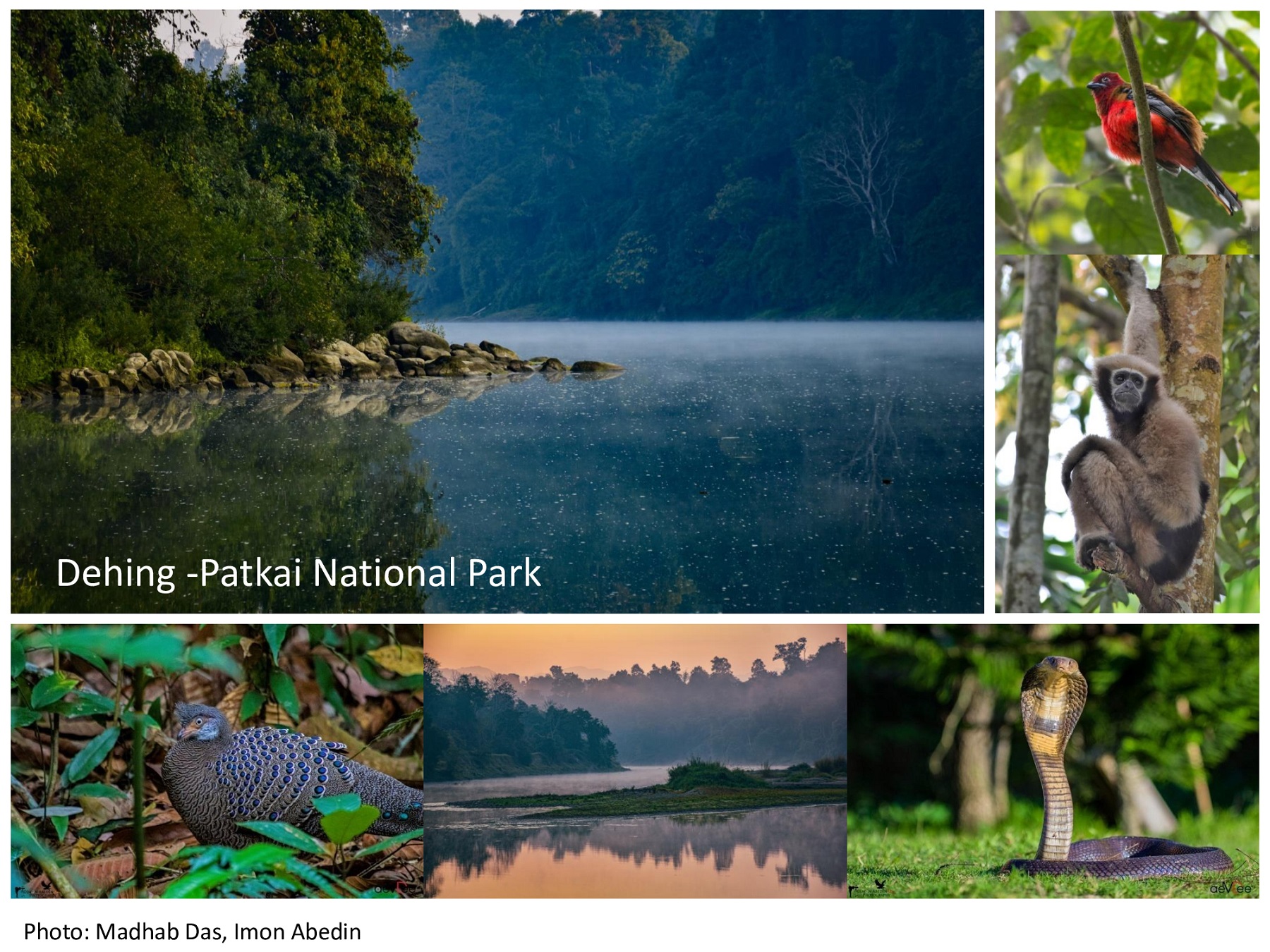Dehing Patkai national park